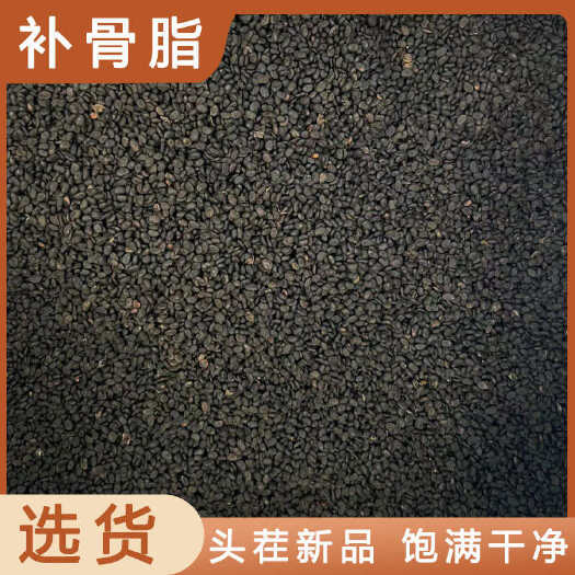 安国市补骨脂中药材店铺药材大全正品实体店品质批发大货专卖可打粉