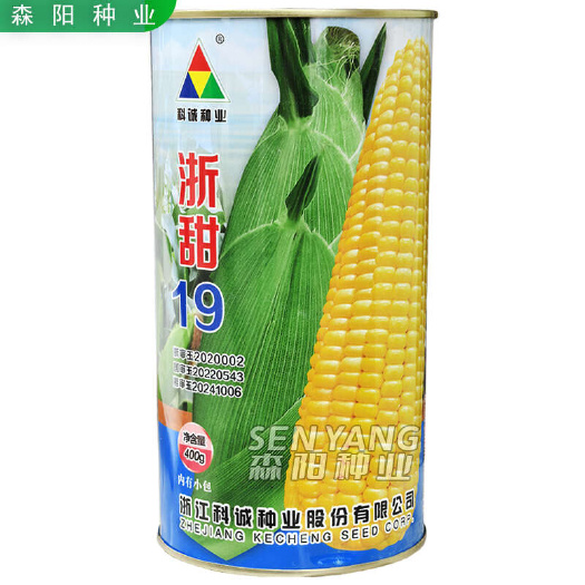 常德浙甜19玉米种子鲜食型甜玉米国审高产水果玉米春秋季抗倒伏荣玉