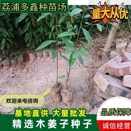 荔浦市木姜子苗山苍子树苗改良山胡椒营养杯苗广西基地直销