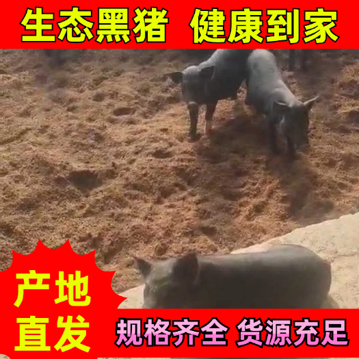 灌南县生态黑猪，育肥猪苗规格齐全，送货上门