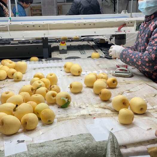 诸城市维纳斯苹果