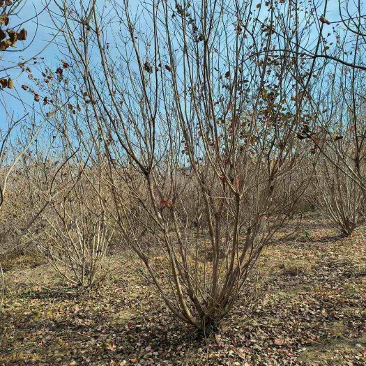 丛生黄栌2-6米基地直销