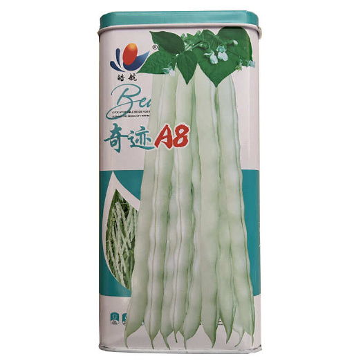济南奇迹A8白芸豆种子 早熟架豆花白色 嫩荚白绿色基地种