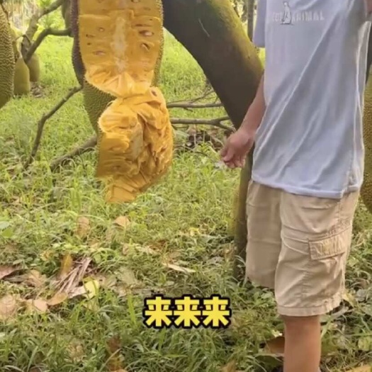 海口海南菠萝蜜新鲜水果20-25斤一整个干苞黄肉包邮批发价