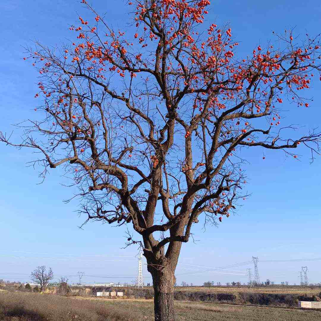 柿子树苗1-5-10-15-20公分基地直销