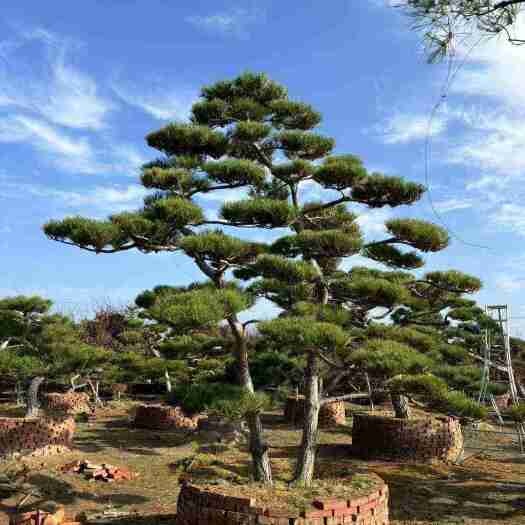 武陟县造型黑松10-50公分基地直销