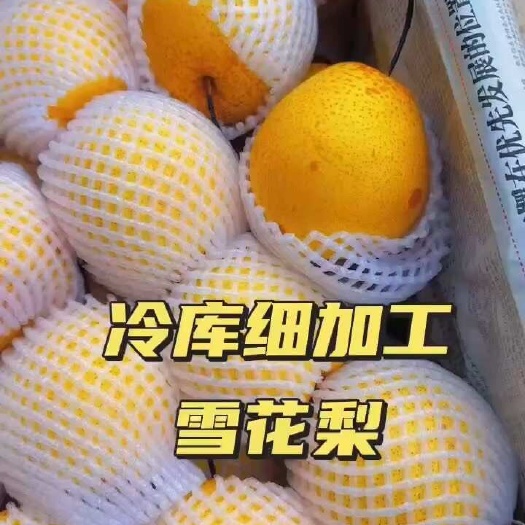 秦皇岛雪花梨