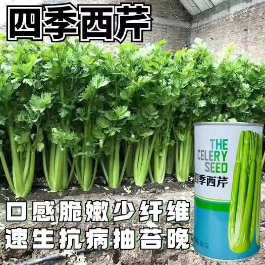 建瓯市四季西芹种子 生长快分枝少 实心嫩脆