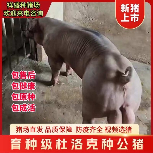 育种级杜洛克种公猪公猪母猪种批发大量批发成熟猪成年猪