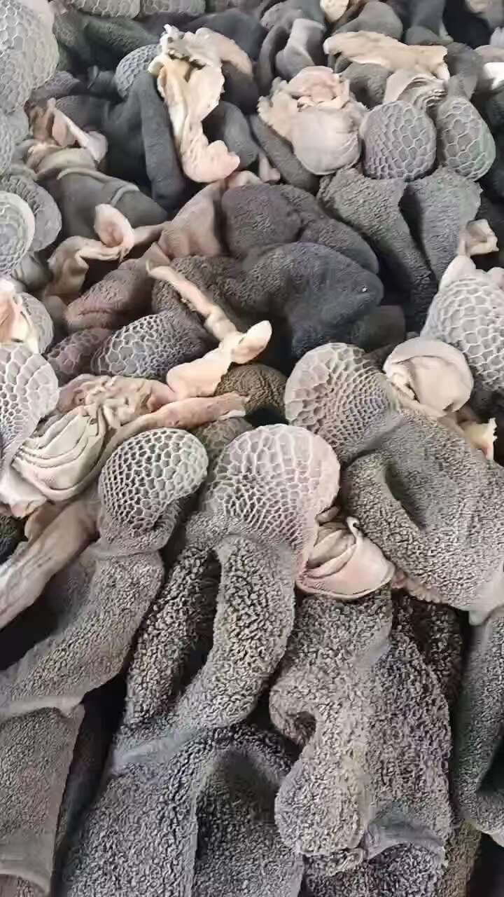 熟羊肚 羊肚 刚煮的  河北大厂直发， 保质保量