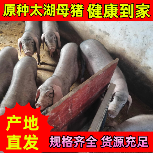 江苏省原种太湖母猪 活猪供货 稳定源头批发
