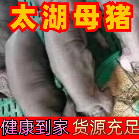 太湖配窝母猪！90一200斤自繁自养，疫苗齐全