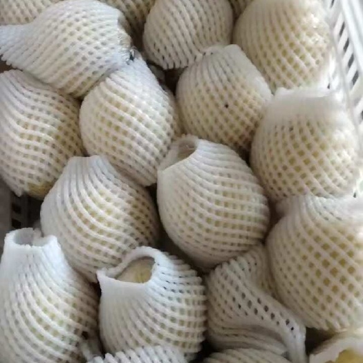 山东阳信大鸭梨，品质嘎嘎好