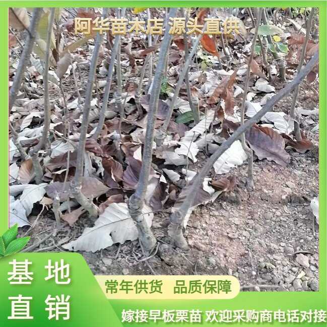 阳朔县广西阳朔优质嫁接板栗树苗 苗床小苗 活力强 成活率高