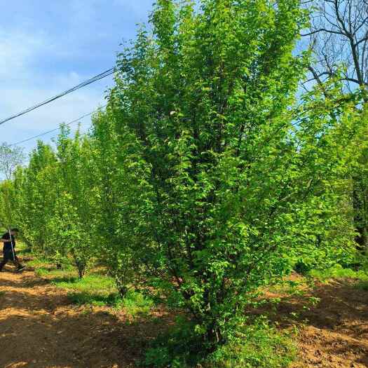 木瓜海棠5-20公分基地直销