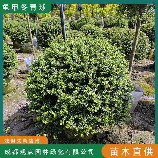 龟甲冬青基地直发观点园林直供龟甲冬青球规格齐全一手货源