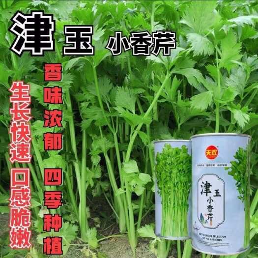 建瓯市津玉小香芹种子 早熟 黄绿嫩脆 味浓 生长快