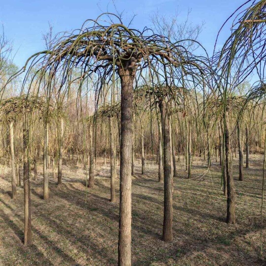 龙爪槐4-20公分基地直销