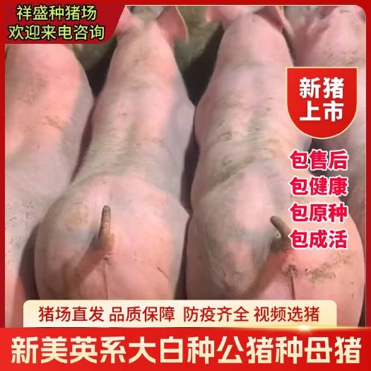新美系种公猪比系长白种母猪英系大白种猪原种大约克种公猪