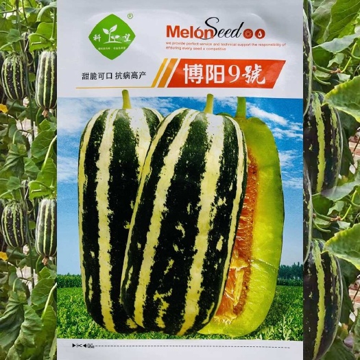 建瓯市博阳9号甜瓜种子 腔小肉厚 薄皮口感酥脆 芳香四溢