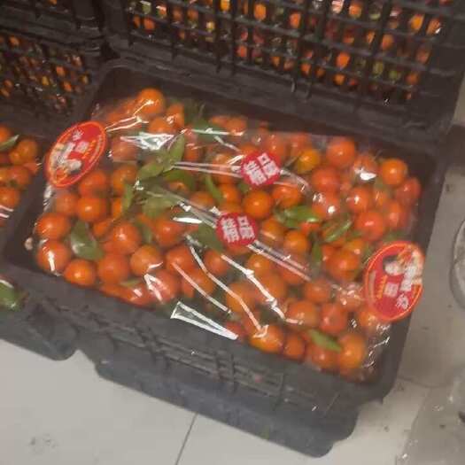 广西沙糖桔直发