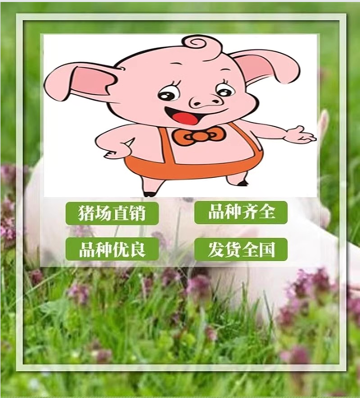 新美系种公猪比系长白种母猪英系大白种猪原种大约克种公猪
