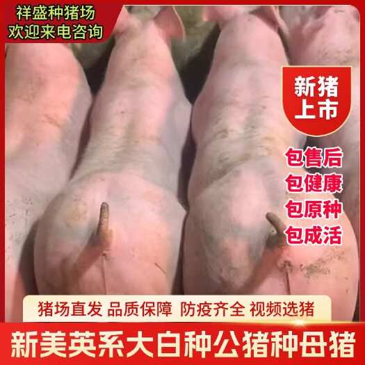 灌云县新美系杜洛克种公猪比系长白种母猪英系大白种猪原种大约克种公猪