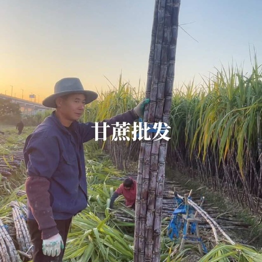 精品浙江黑皮甘蔗种植基地产地直发货量充足长期供应