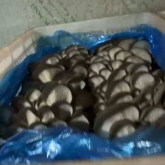 临汾小平菇