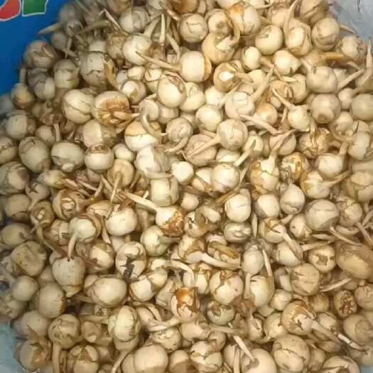 韶关产地精品白茨菇，现挖现发