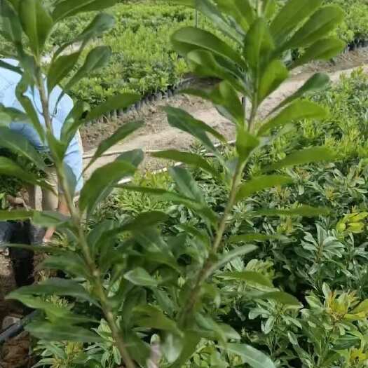 漳州各种规格杨梅苗