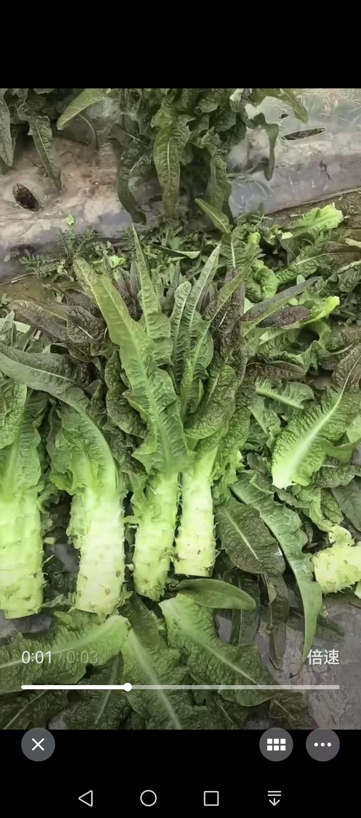 莴笋 红叶莴笋 产地发货 现砍现发 新鲜直供