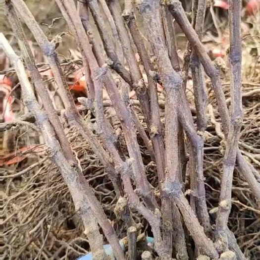 卢龙县优质巨峰葡萄苗 华北华南适种 包邮技术指导 死亡补发