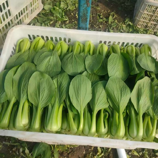 南通上海青，毛白菜。菠菜。大白菜，生菜。茼蒿，油麦菜各种叶菜类