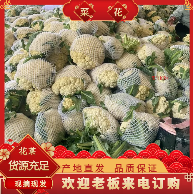 菜花、本地新鲜花菜,产区大量上市,货源充足,颜色好,无斑点