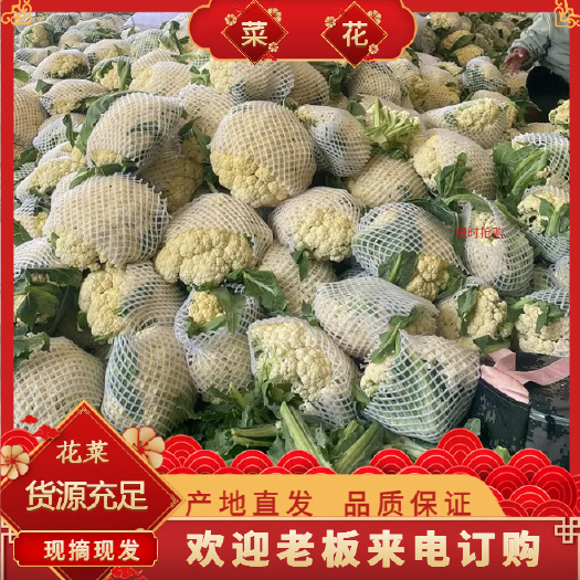 通许县菜花、全国可发货，可对接市场、商超等，欢迎老板来电咨询订购