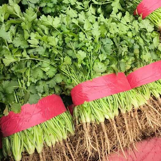 大叶香菜，跟粗，无黄叶.长度25左右，一手货源，基地直发