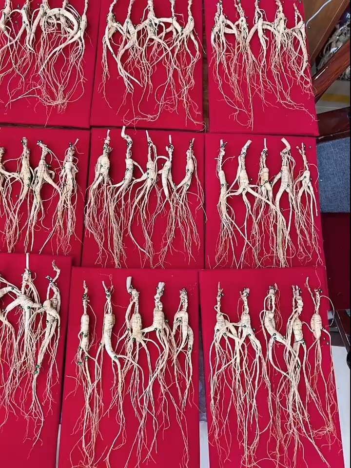 【现货实拍】精品林下播籽随手礼盒