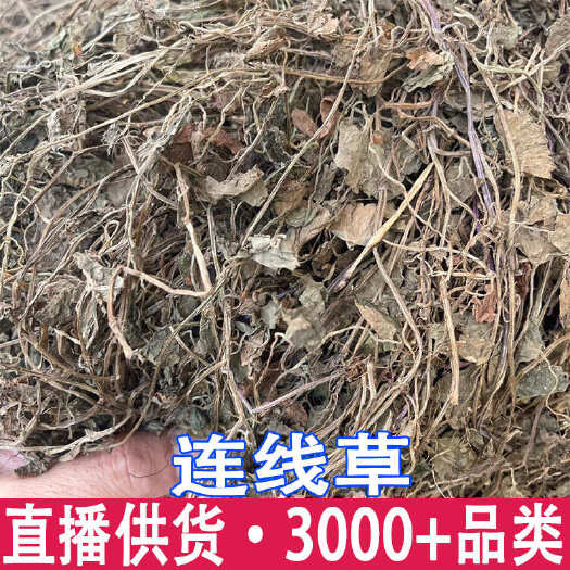 昆明批发连线草精选新货晒干广金钱草茶铜钱草金钱草落地金钱