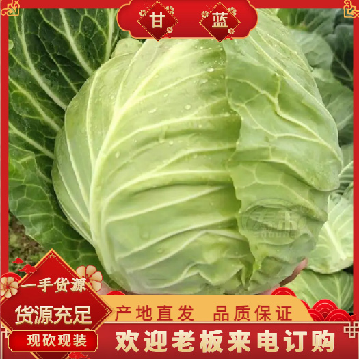 通许县甘蓝，蔬菜基地直供，货源稳定，价格优惠，可视频看货