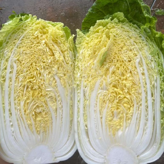 通许县白菜，黄心白菜，万亩蔬菜基地，大量有货，欢迎来电咨询订购