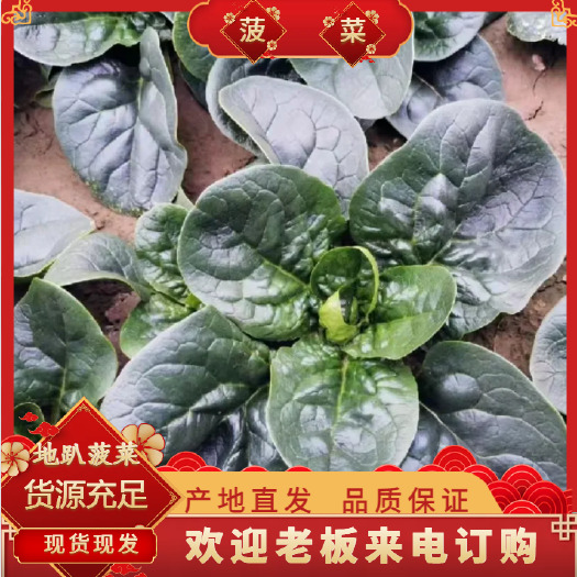 通许县菠菜,趴地菠菜，易存放，耐运输，量大从优，欢迎来电咨询