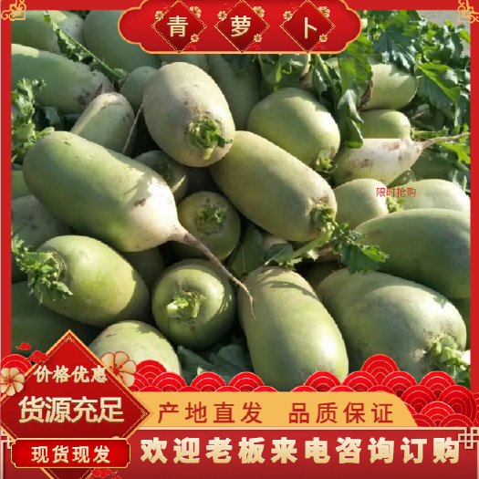 青萝卜，产地货源，现挖现发大量有货，可对接市场、商超、电商等