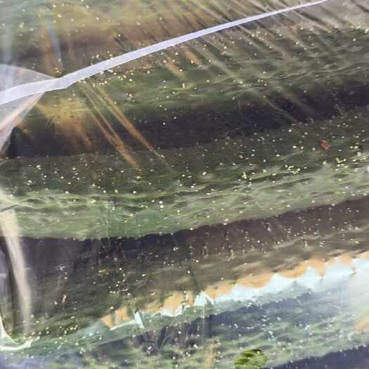 徐闻县广东现摘优质新鲜黄瓜农家自种带刺水果黄瓜皮批发蔬