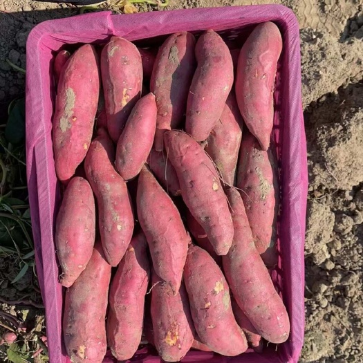 大量供应西瓜红通货，精品沙地大叶红原地通货，量大从优，秒接