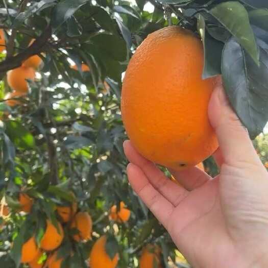 【主推长虹】产地直销货源充足不干水无花皮细皮肉厚汁水足
