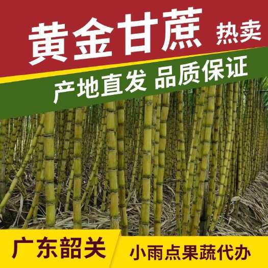 翁源县黄金甘蔗，广东韶关，产地货源，对接电商，市场，年前精品好货
