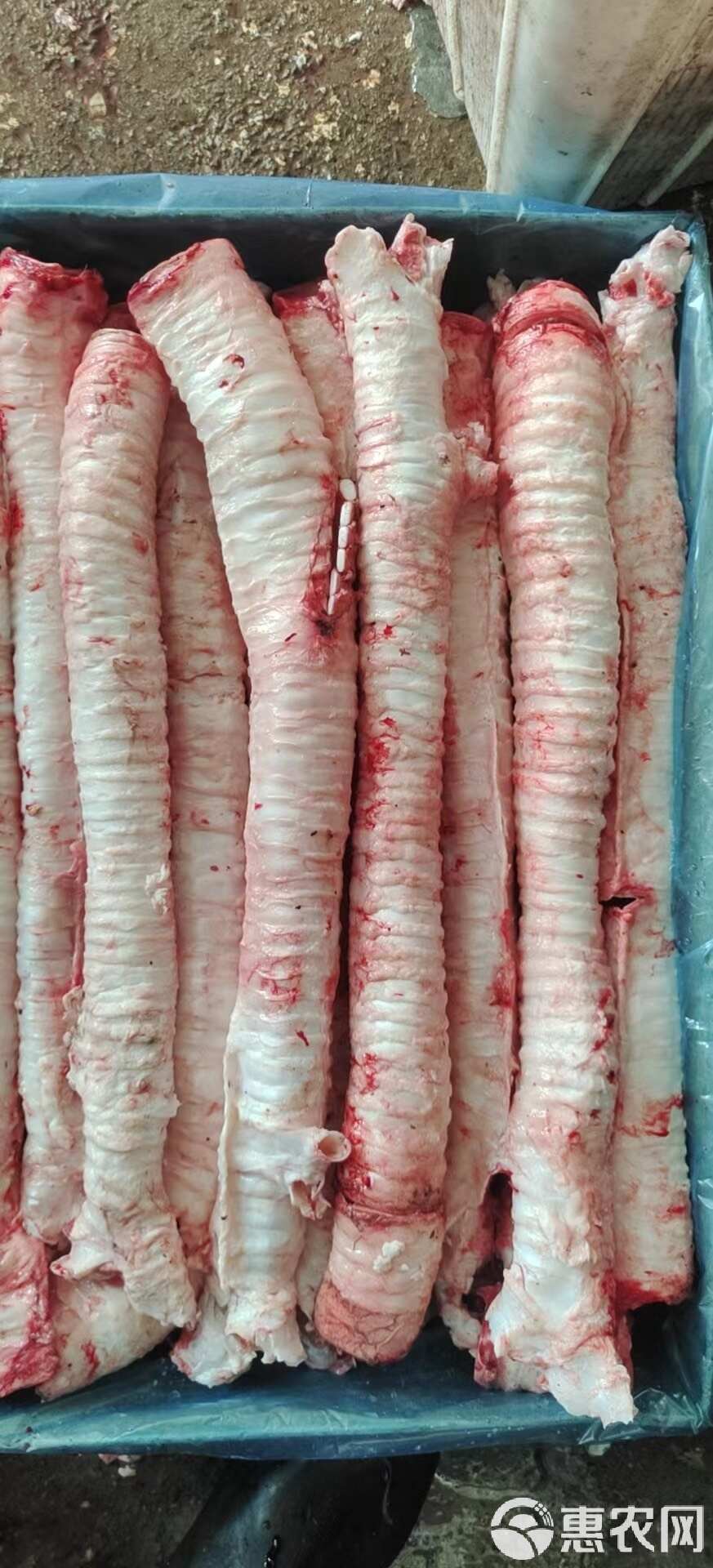 精修牛肺管，牛喉管脆骨，新鲜干净牛气管有头无头可选