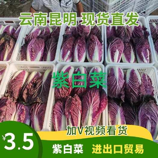 昆明紫白菜 云南昆明 现货直发 一手货源 品质保障