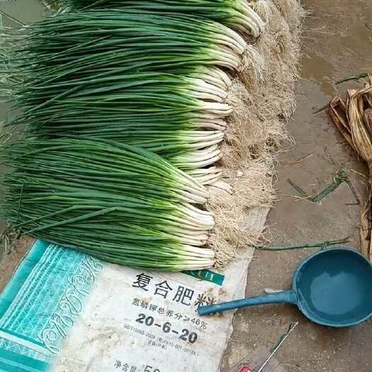 钦州广西小葱 四季葱 香葱 云南黑葱原产地直发 无蓝粉